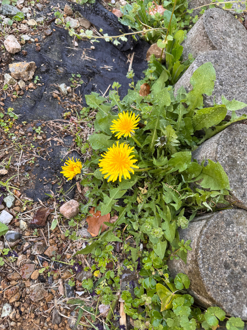 黄色いタンポポ